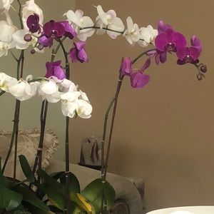 Meet your Posher, Danay